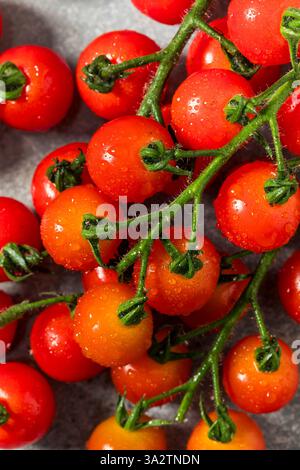 Organic Raw Red Cherry Tomatoes on the Vine Stock Photo
