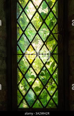 Green plant seen through an old window with tiles Stock Photo