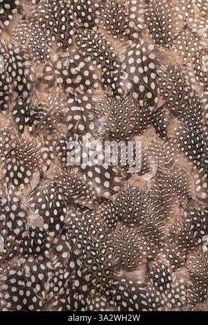 Texture of brown quail feathers speckled with white Stock Photo