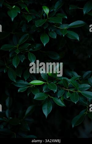 Fresh deep green Banyan tree leaves in dark forest background Stock Photo