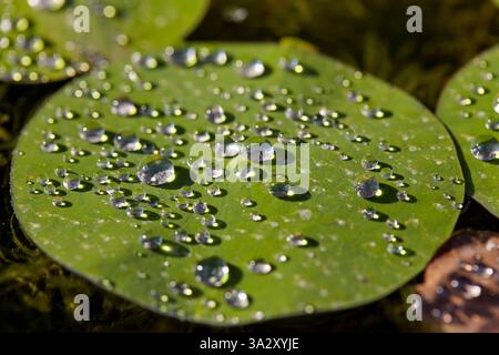 Close-up view of water drops on water lily leaf Stock Photo
