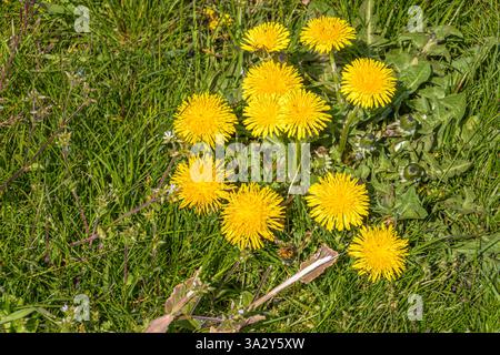 dandelions in the grass, top view Stock Photo