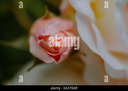 light pink closed up rose with green background Stock Photo