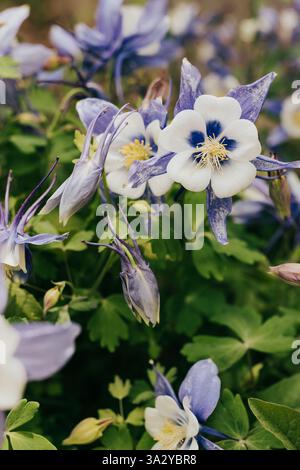Close up of blue and purple columbine flowers in backyard garden Stock Photo