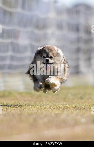 Pomsky Mix Running Lure Course Sprint Dog Sport Stock Photo