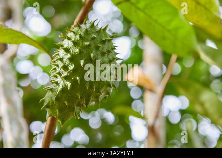 Close-up view of Prickly Custard Apple growing on branch Stock Photo