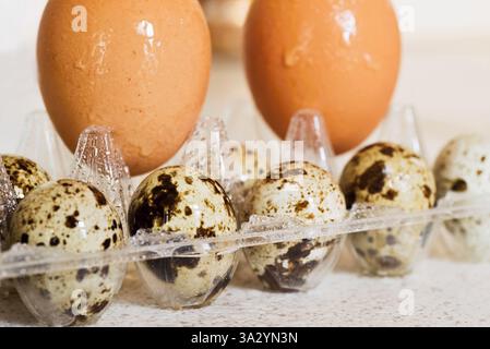 Speckled small quail eggs in plastic tray, big hen eggs on background. Closeup. Stock Photo