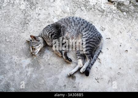 Cute stray cat watching her prey while laying on the ground Stock Photo