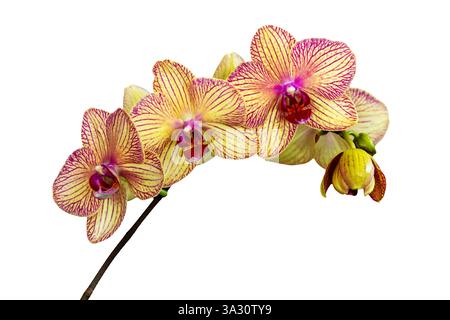 Yellow and pink moth orchid (phalaenopsis) stem isolated on white background Stock Photo