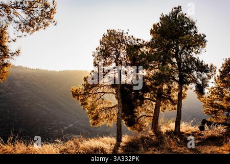 Serene forest scene with sunlight streaming through pine trees, illuminating dry grass and rocky terrain. Captures the tranquility of nature, perfect Stock Photo
