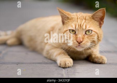 Abandoned cats in the city of Valencia (Spain) Stock Photo