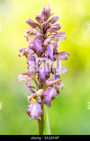 This image features a detailed view of the rare Himantoglossum robertianum, also known as the giant orchid, against a soft, green background, highligh Stock Photo