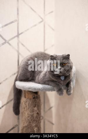 A placid Scottish Fold cat with striking yellow eyes rests cozily on a fabric-covered perch, displaying its dense grey coat and calm demeanor, ideal f Stock Photo