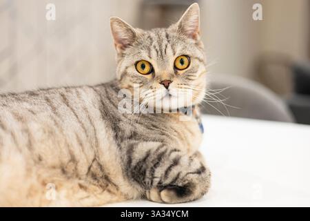 A British Shorthair cat with a gray striped coat and striking golden eyes, wearing a blue collar, relaxes on a white surface at home, looking directly Stock Photo