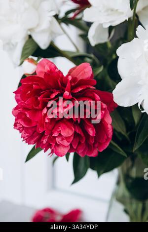 Vibrant red and white peony flowers prominently displayed in a well-lit home environment, adding a splash of natural beauty and elegance to the interi Stock Photo