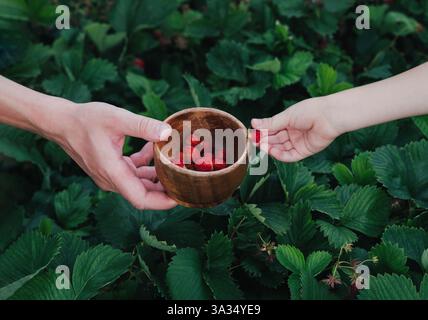 Two hands are exchanging a wooden bowl filled with strawberries. The background features lush green leaves, evoking a sense of freshness and nature bo Stock Photo