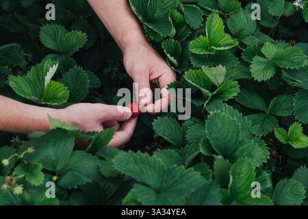 Close up of hands gently picking a ripe strawberry from lush, green foliage in a garden, showcasing the care and attention involved in organic farming Stock Photo