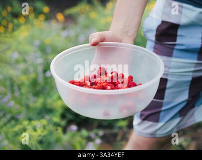 A man holds a clear bowl filled with freshly picked strawberries. The background features a lush garden with green foliage and colorful flowers in sof Stock Photo