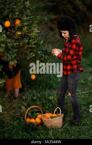 A child wearing a red plaid shirt and black hat picks oranges from a tree in a lush orchard. Two wicker baskets filled with fresh oranges rest on the Stock Photo