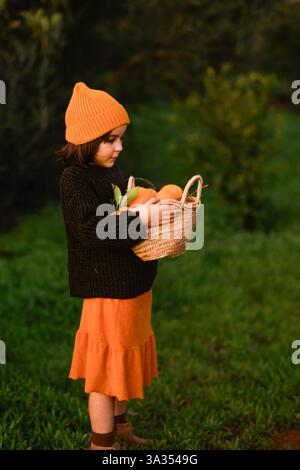 A child wearing an orange hat and dark sweater holds a basket of oranges. Standing on lush green grass, creating a vibrant autumn or fall scene in the Stock Photo
