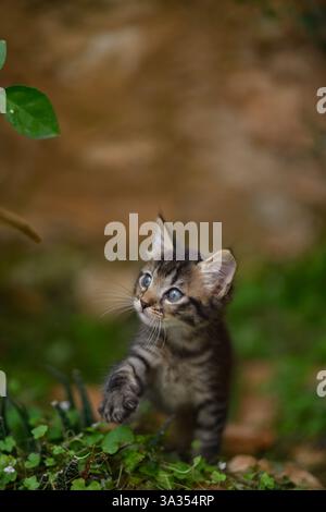 A small tabby kitten cautiously explores a lush garden, with its striking blue eyes wide open in curiosity. The kitten's soft fur and delicate paw are Stock Photo