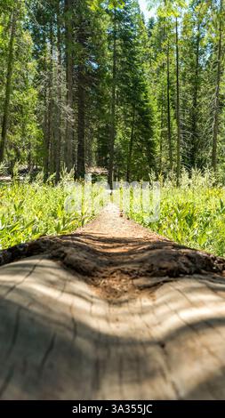 A serene view of a fallen tree in Sequoia National Park, surrounded by lush greenery and towering trees, under dappled sunlight. Stock Photo