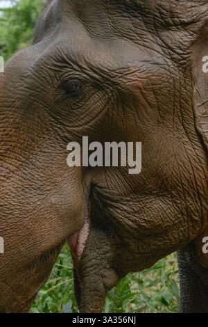 A detailed close-up of an Asian elephant in Thailand, showcasing its textured skin and gentle eye amidst lush greenery, capturing the beauty of wildli Stock Photo