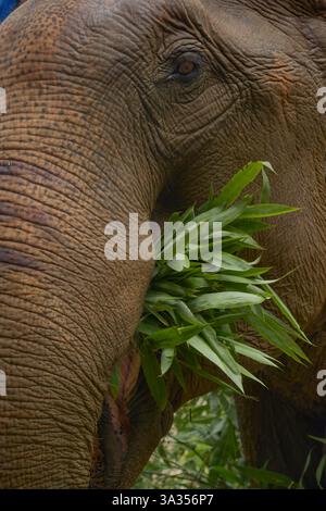 Close-up of a majestic Asian elephant munching on fresh green leaves in Thailand, showcasing its textured skin and gentle demeanor. A beautiful wildli Stock Photo