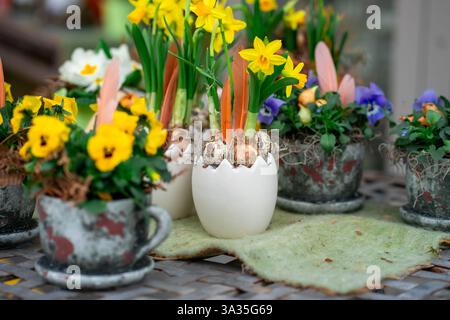 View of a table with various flower pots with daffodils planted in them Stock Photo