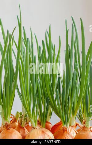 A close-up of fresh onions sprouting green shoots, growing in a plastic container. Ideal for home gardening and organic food concepts. Stock Photo