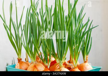 A close-up of fresh onions sprouting green shoots, growing in a plastic container. Ideal for home gardening and organic food concepts. Stock Photo