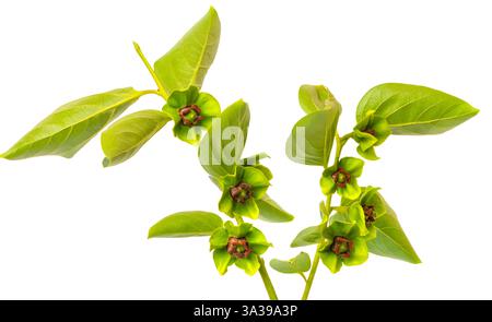 Studio shot of persimmon tree branch with green leaves and flowers, isolated on a white background Stock Photo