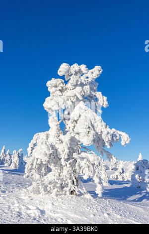 Tykky forest / snow covered spruce tree on the taiga in winter, Riisitunturi National Park in Finnish Lapland near Posio, Koillismaa, Finland Stock Photo