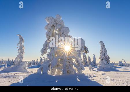 Tykky forest / snow covered spruce trees on the taiga in winter, Riisitunturi National Park in Finnish Lapland near Posio, Koillismaa, Finland Stock Photo