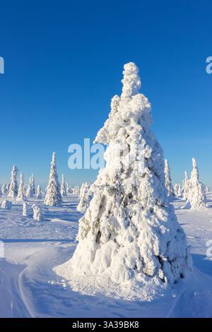 Tykky forest / snow covered spruce tree on the taiga in winter, Riisitunturi National Park in Finnish Lapland near Posio, Koillismaa, Finland Stock Photo