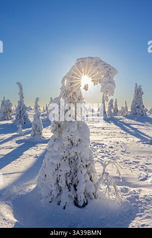 Tykky forest / snow covered spruce trees on the taiga in winter, Riisitunturi National Park in Finnish Lapland near Posio, Koillismaa, Finland Stock Photo