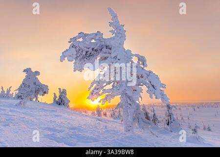 Tykky forest / snow covered spruce tree on the taiga at sunrise in winter, Riisitunturi National Park, Finnish Lapland, Posio, Koillismaa, Finland Stock Photo
