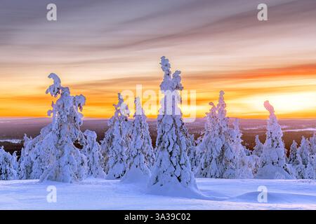 Tykky forest / snow covered spruce trees on the taiga at sunset in winter, Riisitunturi National Park, Finnish Lapland, Posio, Koillismaa, Finland Stock Photo