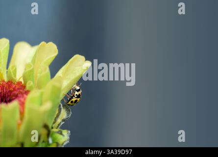 Macro shot of yellow fourteen spotted ladybird beetle sitting on a flower Stock Photo