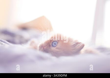 Cute ginger kitten lying on blanket looking back into camera Stock Photo