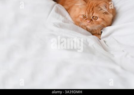 Minimal shot of a head of an orange ginger Persian cat on white bedding Stock Photo