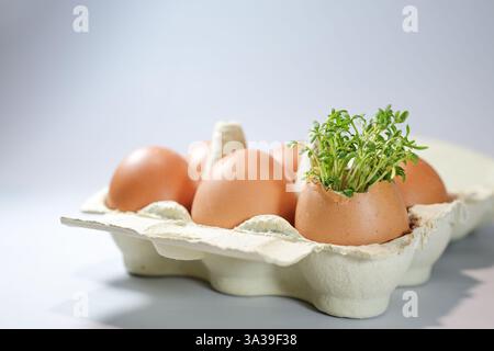 Egg carton with six brown eggs, cress growing in one, Easter still life against a light gray background, copy space, selected focus, narrow depth of f Stock Photo