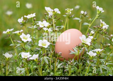 Easter egg hunt, brown egg placed in a nest of white spring flowers in the garden, copy space selected focus, narrow depth of field Stock Photo