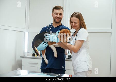 Professional workers. Two veterinarians are with beagle dog in clinic. Stock Photo