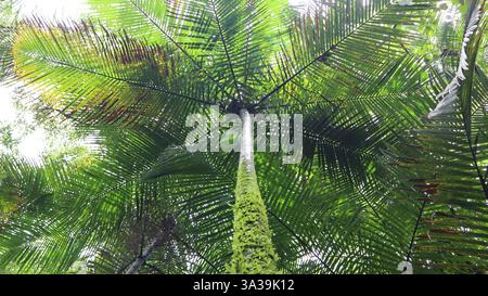 Jussara Palm, a typical plant of the Atlantic Forest, seen from below Stock Photo