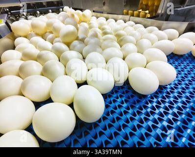 Fresh white eggs neatly arranged on a blue conveyor belt in a bustling processing facility at midday Stock Photo