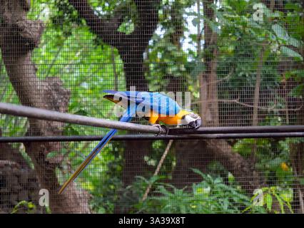 Exotic colorful parrot in sanctuary. Magnificent macaw in profile: blue and gold bird in aviary Stock Photo