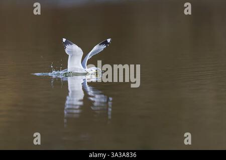 Common gull Larus canus, adult landing on water, Suffolk, England, March Stock Photo