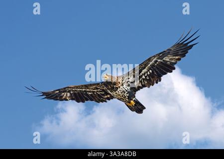 An immature bald eagle, wings spread wide open, soars through the clouds into a blue sky. Stock Photo