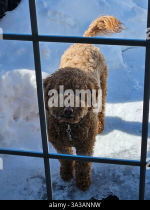 Cute adorable curly haired tan medium sized golden lab doodle on cold winter day with snow looking through a French door window wanting to go inside. Stock Photo